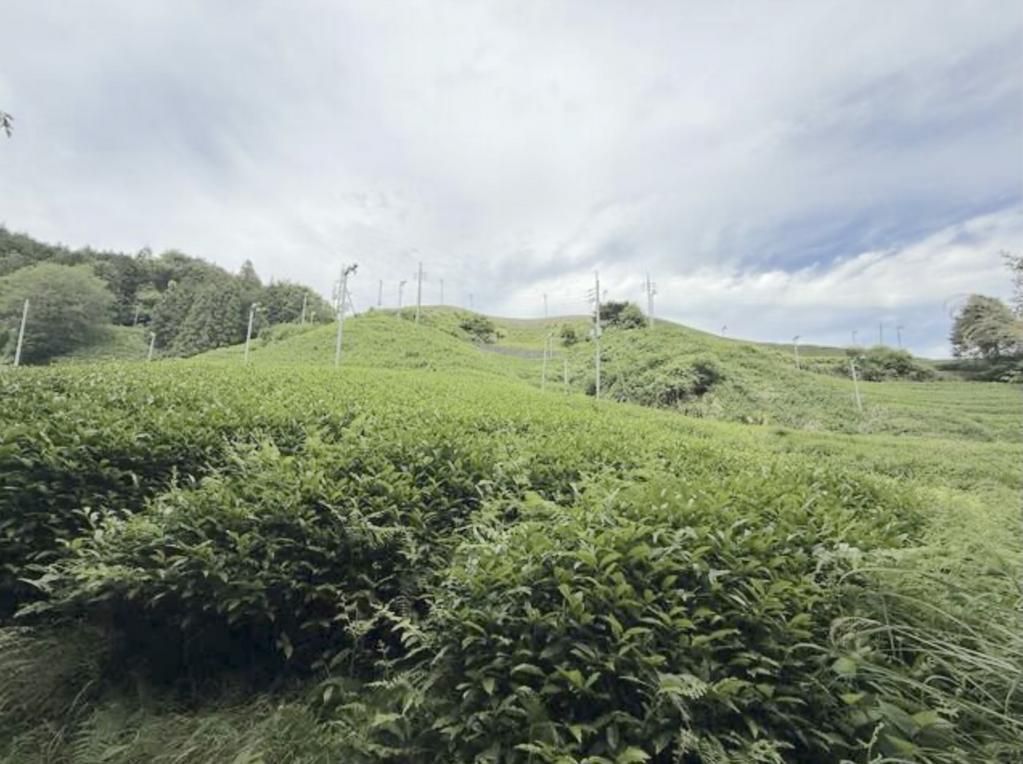 Tea Field Land for Sale in Wazuka, Kyoto - 3,059 sqm Plot - Thumbnail 4