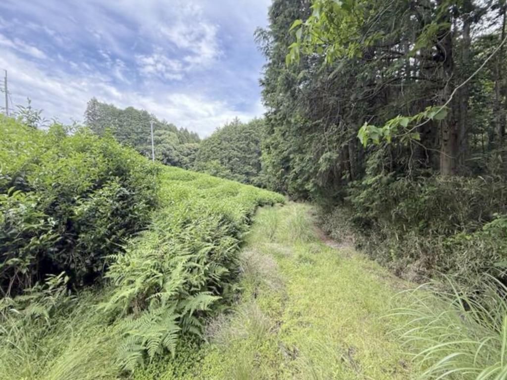 Tea Field Land for Sale in Wazuka, Kyoto - 3,059 sqm Plot - Thumbnail 3