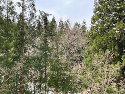 Forest Hills Ishiuchi 1LDK Condo for Sale in Niigata Ski Resort — Land, Maiko, Gunma