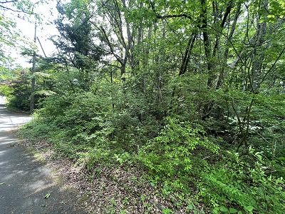 Land for Sale in Narusawa Village, Yamanashi - Mount Fuji Area - Thumbnail 2