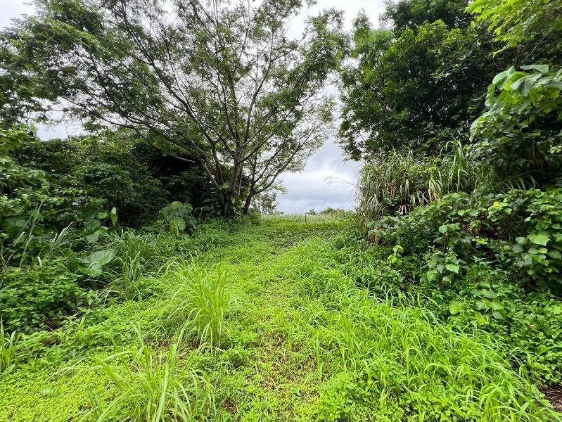 Ocean View Land for Sale in Nakijin Village, Okinawa - 19,733 sqm - Thumbnail 3