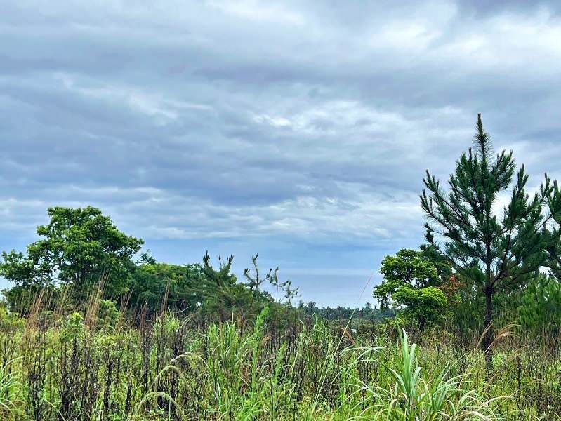 Ocean View Land for Sale in Nakijin Village, Okinawa - 19,733 sqm - Thumbnail 2