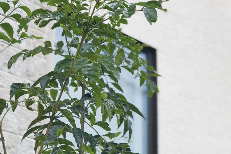 New 4LDK House in Adachi, Tokyo | Polus Spazia Rokucho - Thumbnail 3