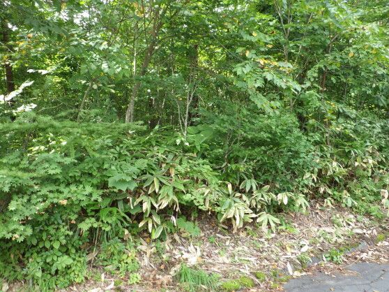 Vacant Land for Sale in Iizuna, Nagano - 781 sqm Plot - Thumbnail 2