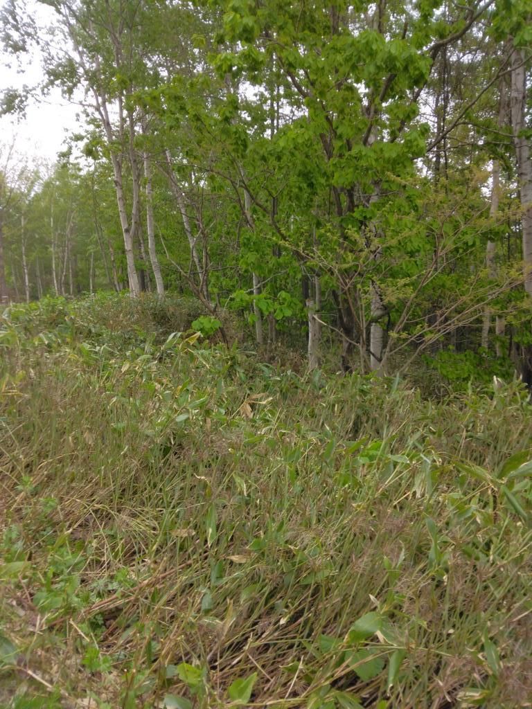 Large 21,509 Tsubo Land for Sale in Akaiwa Village, Hokkaido - Thumbnail 2