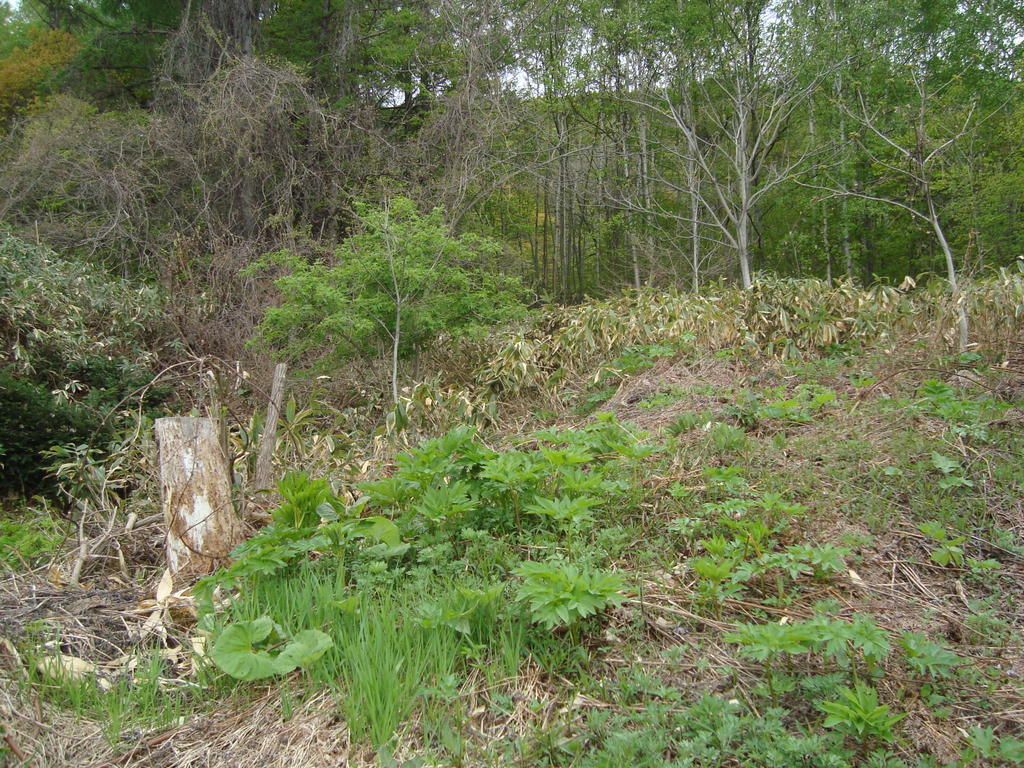 Large 1085 Tsubo Land Plot with Ocean View in Otaru, Hokkaido - Thumbnail 4