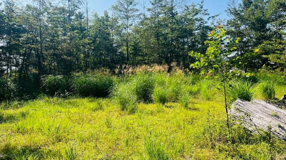 7,457 sqm Land for Sale in Oshino Village, Yamanashi Near Mount Fuji - Thumbnail 2