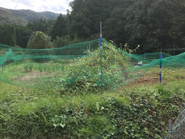 231 sqm Vacant Land for Sale in Kainan, Wakayama - Thumbnail 3