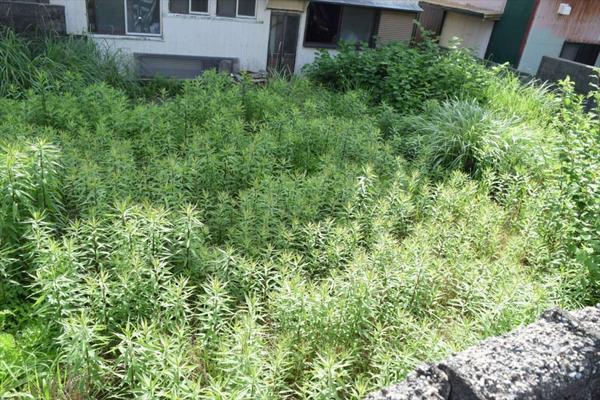 Vacant Land Plot in UNESCO Geopark Area of Muroto Cape, Kochi - Thumbnail 2