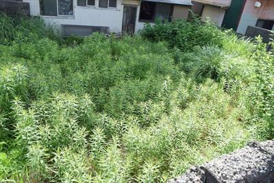 Vacant Land Plot in UNESCO Geopark Area of Muroto Cape, Kochi — Image 1, Muroto, Kochi