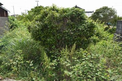Vacant Land Plot in UNESCO Geopark Area - Muroto City, Kochi — Image 1, Muroto, Kochi