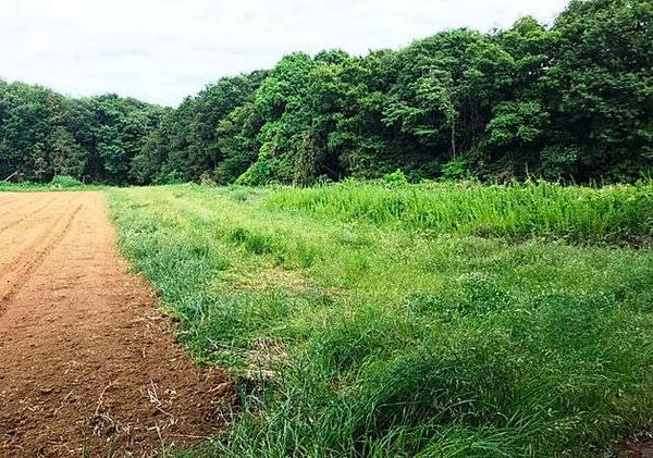 5 Forest Land Parcels for Sale in Yachiyo, Ibaraki - Thumbnail 2