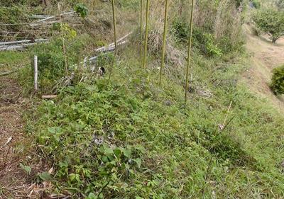 I'm selling the field in Yamaguchi that my father used. You can enjoy growing fruit trees. — Image 2, Yamaguchi, Yamaguchi