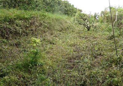 I'm selling the field in Yamaguchi that my father used. You can enjoy growing fruit trees. — Image 1, Yamaguchi, Yamaguchi
