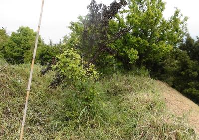 I'm selling the field in Yamaguchi that my father used. You can enjoy growing fruit trees. — Image 1, Yamaguchi, Yamaguchi