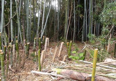 I'm selling the field in Yamaguchi that my father used. You can enjoy growing fruit trees. — Image 3, Yamaguchi, Yamaguchi
