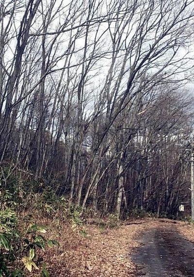 Mountain Villa Land Plot in Iizuna Town, Nagano - 691m² Forest Land — Image 1, Iizuna, Nagano