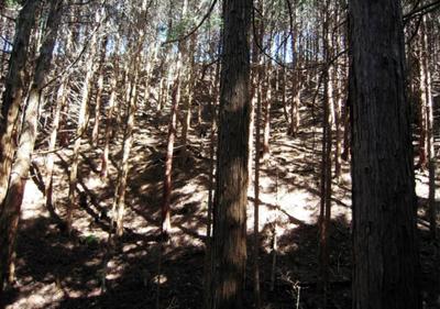 We sell 20,000 tsubo of Harima mountains, we have cultivated cypress and cedar — Image 2, Kasai, Hyogo