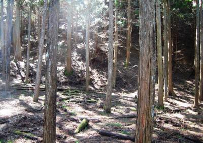 We sell 20,000 tsubo of Harima mountains, we have cultivated cypress and cedar — Image 1, Kasai, Hyogo