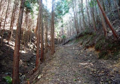 We sell 20,000 tsubo of Harima mountains, we have cultivated cypress and cedar — Image 1, Kasai, Hyogo
