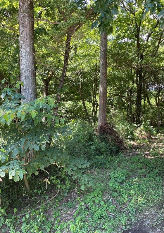200 sqm Land with Stream in Nasu, Tochigi - 800,000 yen - Thumbnail 4