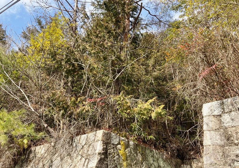 Land for Sale in Takarazuka, Hyogo - 501 sqm Woodland Plot - Thumbnail 4