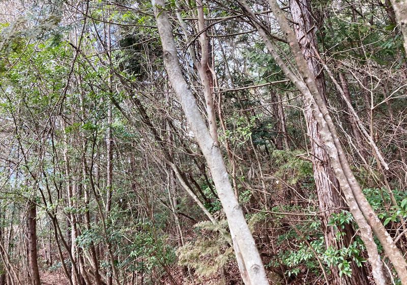 Land for Sale in Takarazuka, Hyogo - 501 sqm Woodland Plot - Thumbnail 2