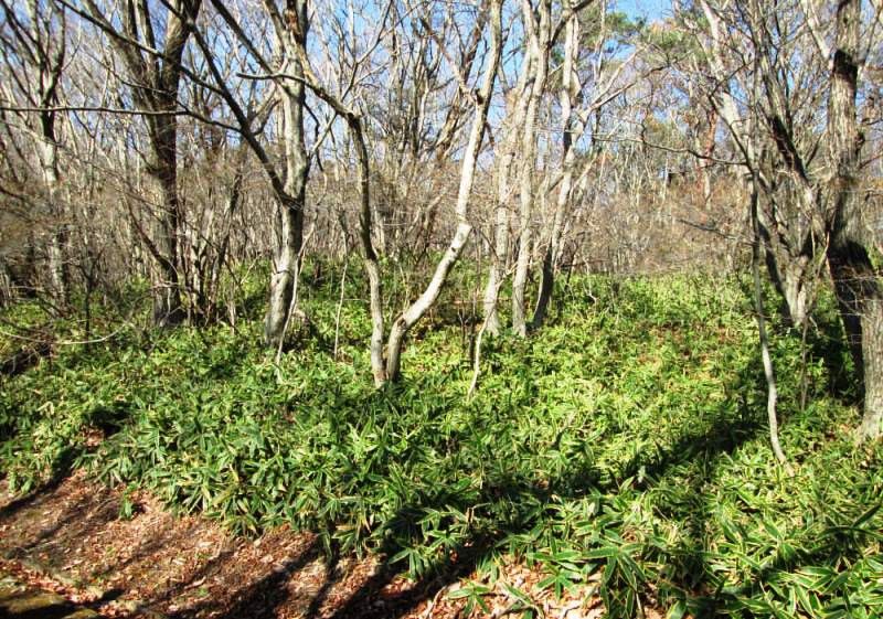 Land for Sale in Nasu Town, Tochigi - 2,050 sqm Villa Resort Plot - Thumbnail 2