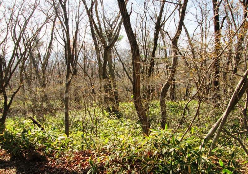 Land for Sale in Nasu Town, Tochigi - 2,050 sqm Villa Resort Plot - Thumbnail 3