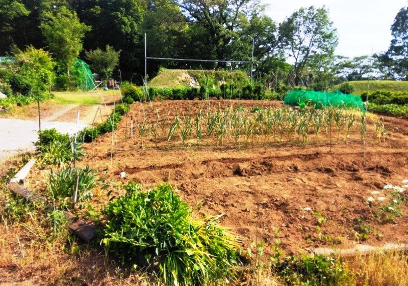 179 sqm Forest Land for Sale in Hasuda, Saitama - Thumbnail 3