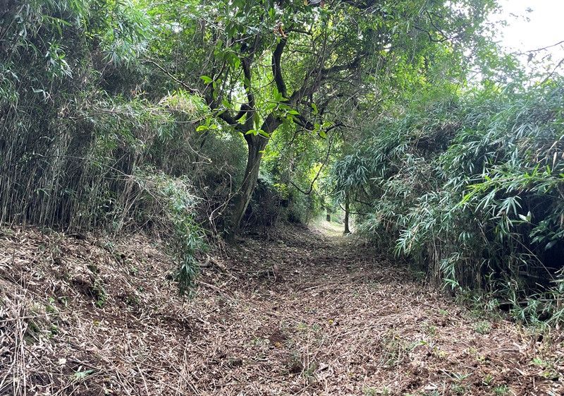 Vast Mountain Forest Land for Sale in Sodegaura, Chiba - Thumbnail 2