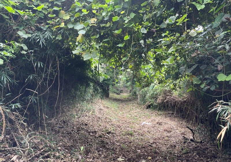 Vast Mountain Forest Land for Sale in Sodegaura, Chiba - Thumbnail 4