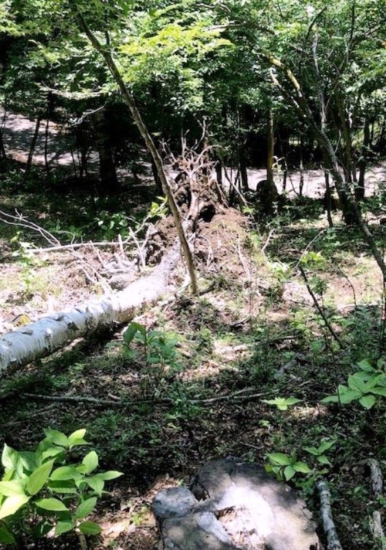 493 sqm Land Plot for Sale in Yamanakako Village, Yamanashi - Thumbnail 3