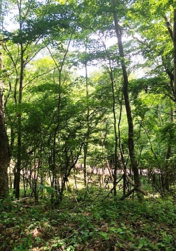 493 sqm Land Plot for Sale in Yamanakako Village, Yamanashi - Thumbnail 2