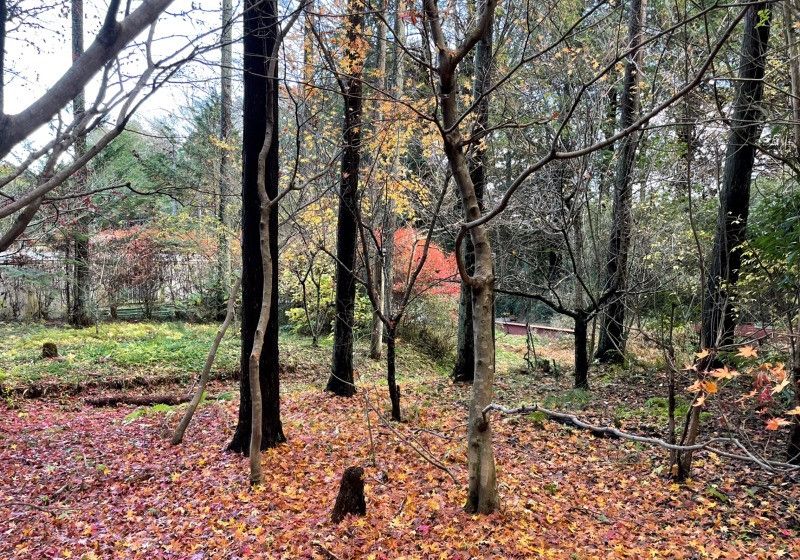 Forest Land 2,111 sqm in Kasama, Ibaraki for Sale - Thumbnail 4