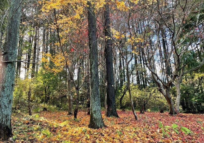 Forest Land 2,111 sqm in Kasama, Ibaraki for Sale - Thumbnail 3