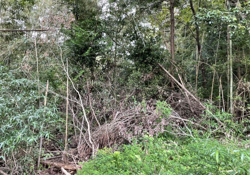 Expansive 7,735 sqm Forest Land for Sale in Kimitsu, Chiba - Thumbnail 4