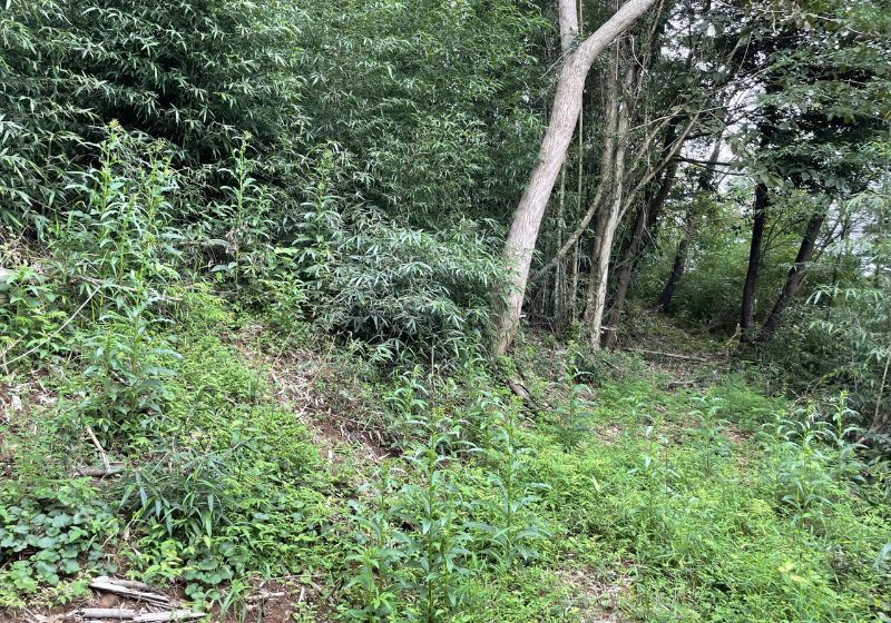 Expansive 7,735 sqm Forest Land for Sale in Kimitsu, Chiba - Thumbnail 3