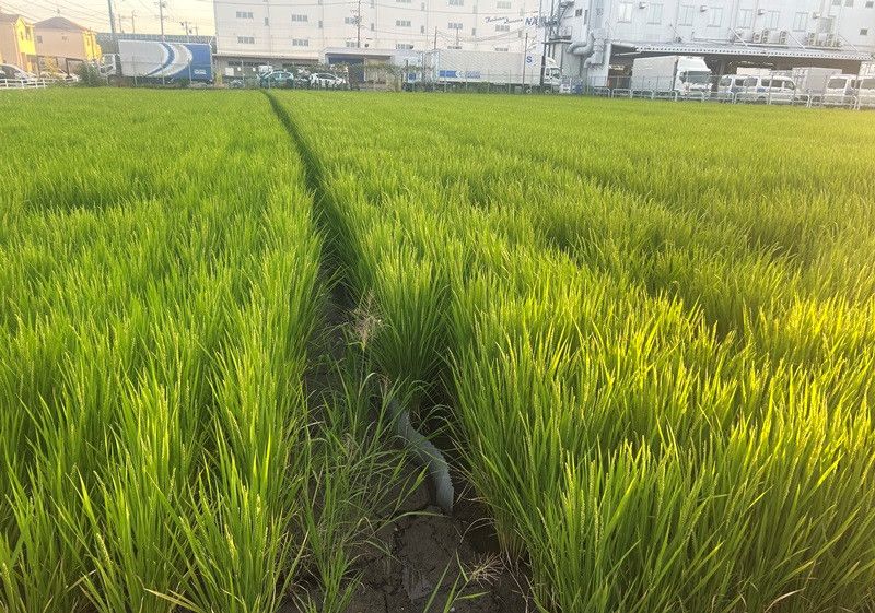 450 Tsubo Rice Paddy Land for Sale in Hashima City, Gifu - Thumbnail 2