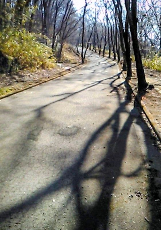 Forest Land for Sale in Nasu, Tochigi - 600 sqm Vacation Lot - Thumbnail 4