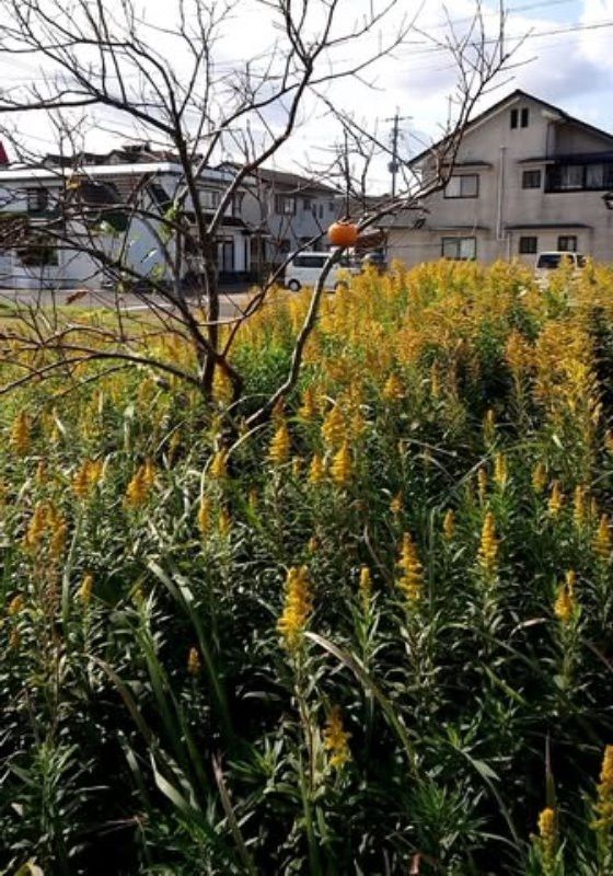 Land for Sale in Iki City, Nagasaki - 548 sqm Plot - Thumbnail 2