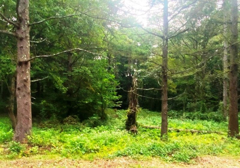 600 sqm Vacant Land in Shinano Town, Nagano Near Lake Nojiri - Thumbnail 3