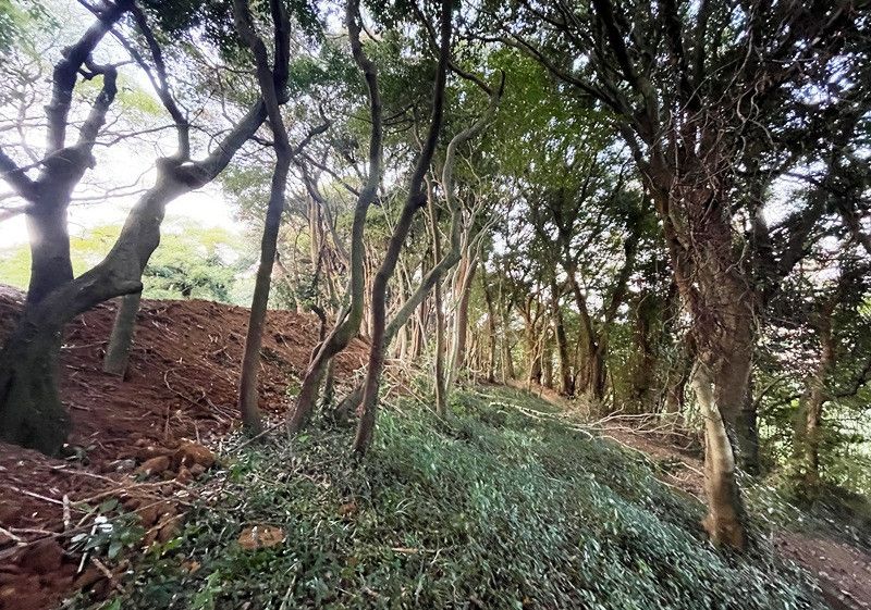 924 sqm Forest Land for Sale in Itoshima, Fukuoka - Thumbnail 4