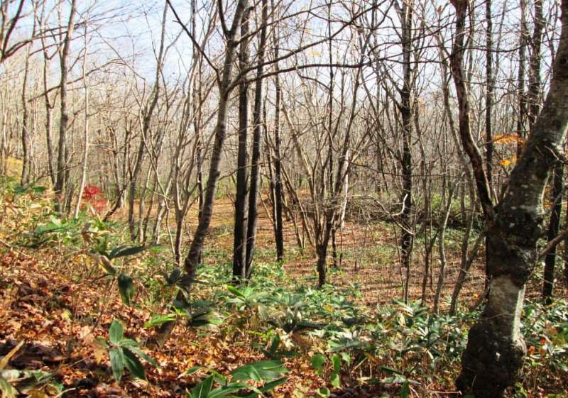 Land for Sale in Ten'ei Village, Fukushima - 1,190 sqm - Image 1