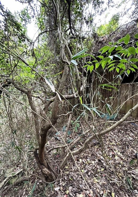 Old Folk House on 740 sqm Land in Wakayama Countryside - Thumbnail 3