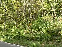 Land for Sale in Shiojiri, Nagano - 474.76 sqm - Thumbnail 3