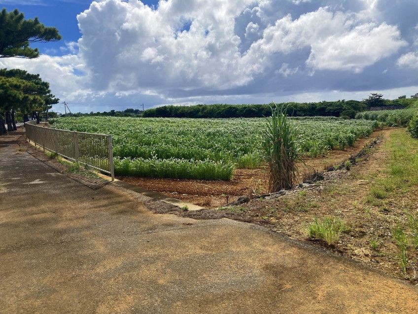 Large 6,682 sqm Land for Sale in Irabu, Miyakojima - Thumbnail 3