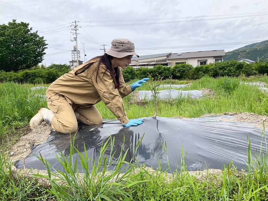 Regional Revitalization Volunteer in Kitagawa Village, Kochi - Thumbnail 4