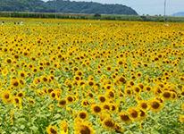 Kasaoka again. [Kasaoka City Tourism Association] — Interior, Kibichuo, Okayama