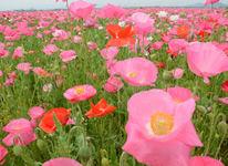 Kasaoka again. [Kasaoka City Tourism Association] — Garden, Kibichuo, Okayama